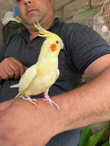 Aile Papuqayi Ev ucun usaqlar ucun Sirf ruçnoy erkəy 6 ayliq unvan