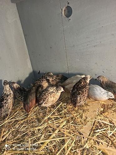 Cin bildircin mayali yumurtalari.rahatliqla inkubatorda cixilar ve — 6