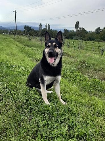 kafkaz çoban iti: Alman çoban iti — 1