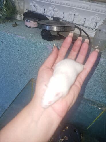 енот в баку купить: Hamster balaları – müxtəlif rənglərdə - Rənglər: ağ, krem — 2