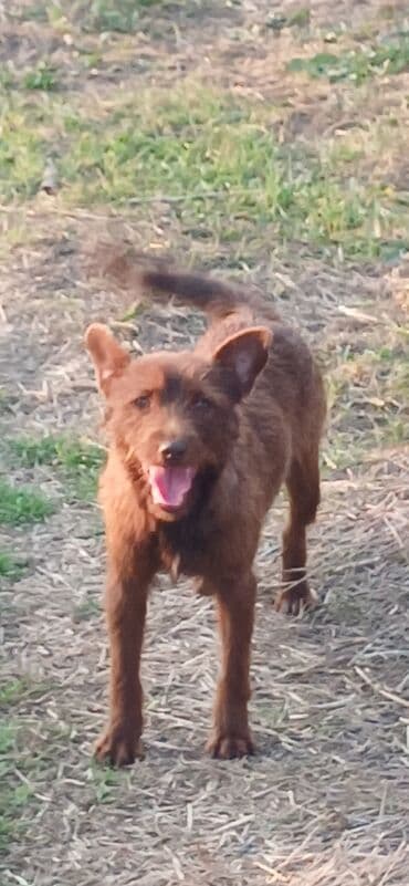 Jeep: 1 il, Dişi, Peyvəndli, Ödənişli çatdırılma — 3