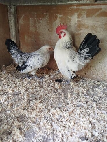 мейн кун купить в баку: Bir cüt Serbirst Yaponka satılır sağlam heyvanıardı cütü 30 manat — 4