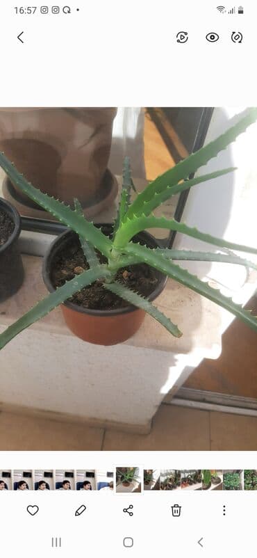 helba bitkisi faydaları: Уличные растения — 8