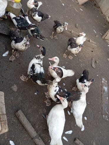 Inəklər, öküzlər: Məhsul: Muskoviy (hind) ördəklərý bu Təsvir: - Ağ, qara-ağ və — 2