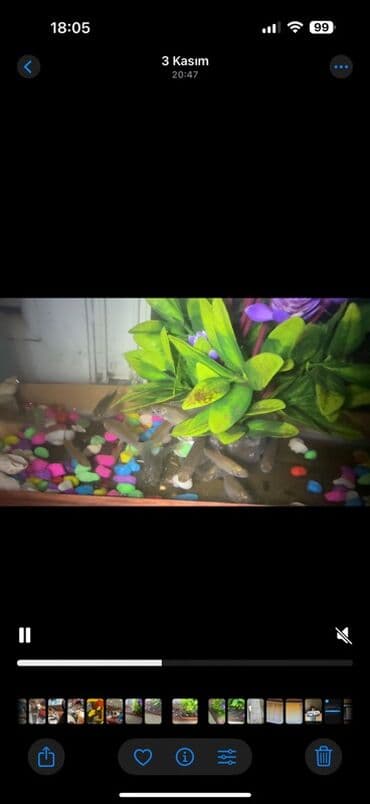 qoyun satılır: Kütüm balıqlar yerim valaca oldugu üçün satoram 18-17 edəddir təcili — 3