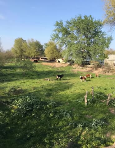 bine qesebesinde satilan evler: 1500 sot, Kənd təsərrüfatı, Mülkiyyətçi, Kupça (Çıxarış) — 1