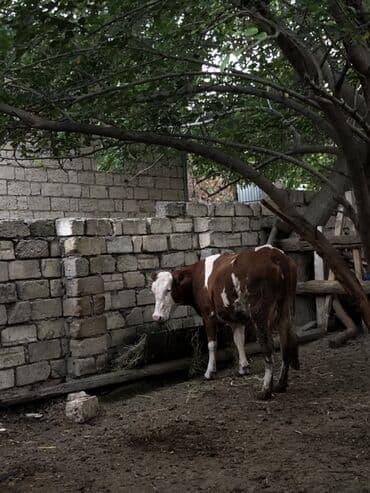 simmental inək cinsi: Dişi, Simental, il: 1, Südlük — 1