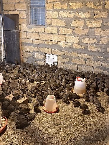 Cücələr: Xınalı kəklik cücələri tam sağlam 3 aylıq çıxışlarımız başladı tələsin — 2