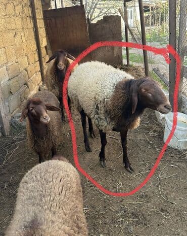 K/t heyvanları üçün mallar: İki illik qocdu sexsi heyetde saxlanilir cins baki qoyunudu kilosu 50 — 4