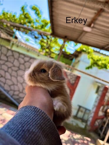 dovwan: Salam🖐🏻. Müxtelif karlik reng seçimleri ve sortları var 🎁 ad — 8