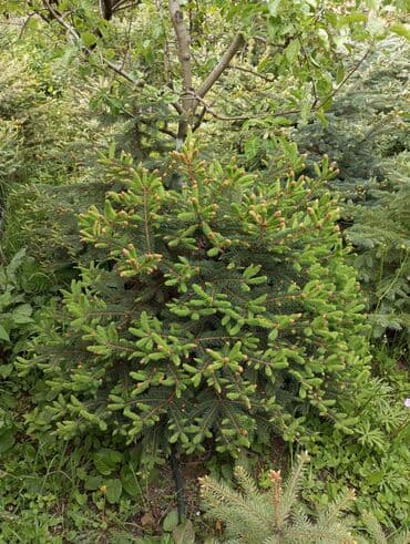 dibcək gulləri ev gulleri ve adlari: Hərkəsə salam😀 Quba ərazisində krimlovski şam ağaclarının topdan və — 10