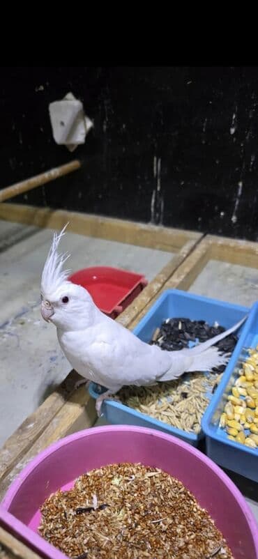 Чай, кофе, напитки: Albinos. 10 ayliq cut el quwlaridi cutlewirler Qiymete gore zeng — 3