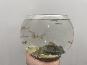 ikinci el akvaryum: Yumru akvarium, Balıqlarla birlikdə, 5 l, Ünvandan götürmə, Ödənişli çatdırılma — 3