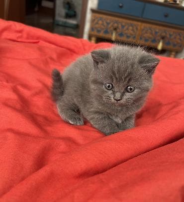 1 azn pişik: Britan, Erkək, Dişi, Yaxşı əllərə, Ünvandan götürmə — 3