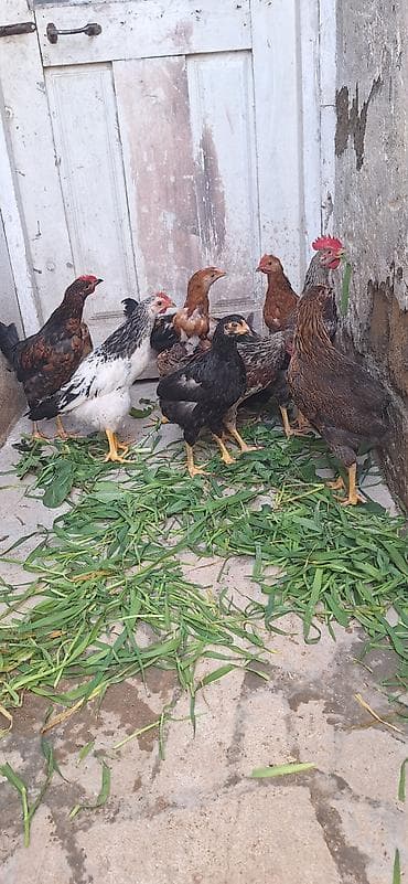 Куры: Курица, Для разведения, Платная доставка — 6