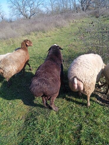 cins ineklerin qiymeti: İKİ YAŞ YARİMLİQ. Diri çəkisi 100 kq.TAM SAQLAM. QOYUN SURMEYNE SOZ — 10