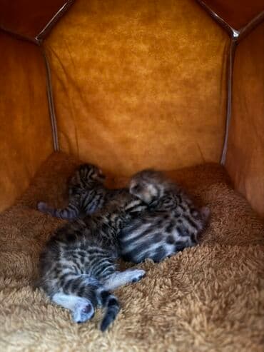 купить тайского котенка: Benqal, Dişi, Yaxşı əllərə, Ünvandan götürmə, Ödənişli çatdırılma — 2