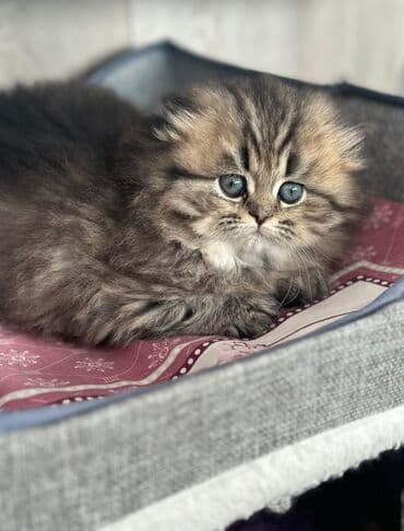 heyvan satışı: Şotland yastı qulaq, Erkək, Dişi — 3