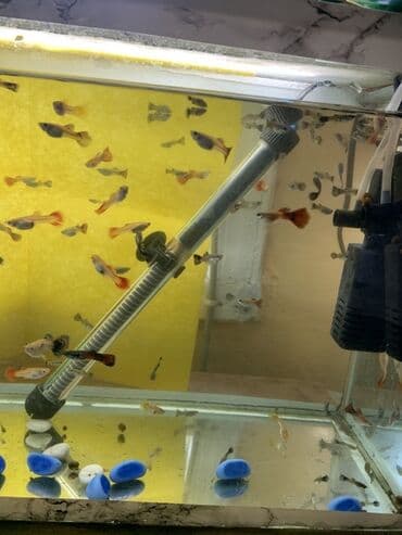 kənd colpası satışı: Salam aleykum quppi balıgları, satışa başlandı 1azdan 5azna kimi — 2