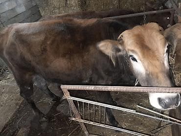 cins heyvanlar: Satılır: yerli cins danalar (3 baş) - Şəkillərdə görünən tövlədə — 5