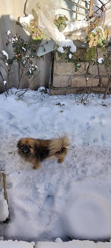 Quşlar: Putun növ heyvanların satışı var size ne cür heyvan lazimdasa bize — 6