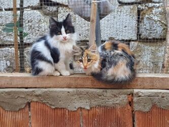 erkek pişik: Erkək, Dişi, Yaxşı əllərə, Ünvandan götürmə — 6