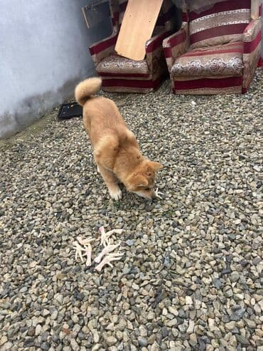 Volvo: Акита-ину, 3 месяца, Самец, Бесплатная доставка — 4