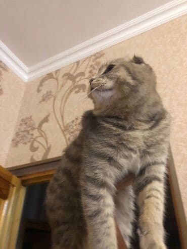 pişik satılır: Şotland yastı qulaq — 2