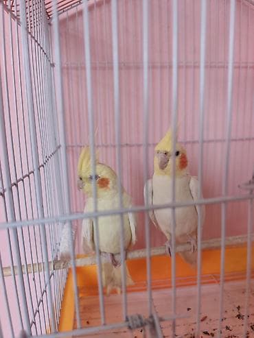 amadin gulda: Nymph paraketləri (Cockatiel) – 2 ədəd cüt Xüsusiyyətlər: - Rəng — 3