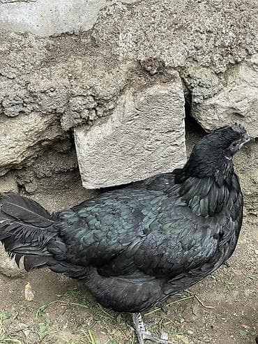 Quşlar: Toyuq, Damazlıq — 2