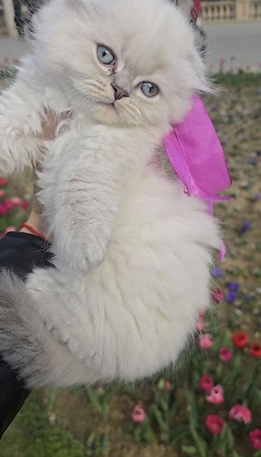 шиншилла кошка: Şotland yasti qulaq colir point erkey bala satişdadi.Fevralin 1 i — 4