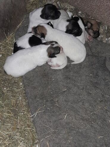 ən gözəl it adları: Zvonok, 1 ay, Erkek — 1