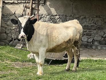 cins ineklerin satisi 2018: Məhsul: İnək (südlük istiqamət) Təsvir: - Rəng: qara-ağ, alnında ağ — 1