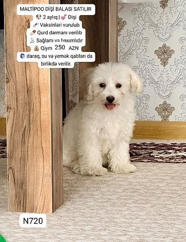 той пудель цена: Maltipoo dişi balası - 2 aylıq, dişi - Vaksinləri vurulub - Qurd — 1