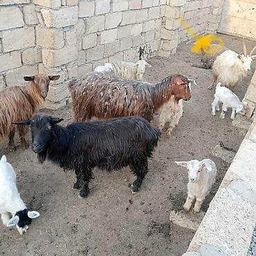 sort keçi: Cins: Yerli keçilər (qarışıq rənglər – ağ, qara, qəhvəyi), bala ilə — 2