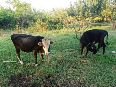 Коровы, быки: Təcili 7 baş erkək dana satılır — 2