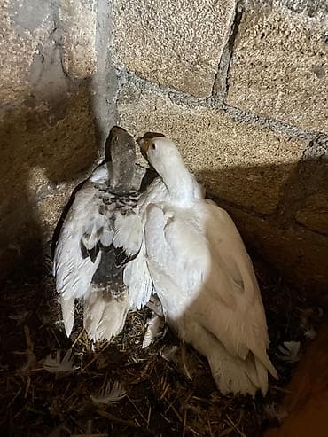 toy pudel haqqinda: Yerli qazlar satılır 4 aylıqdılar cütü 40 azn — 2