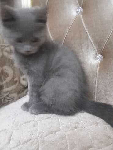где можно купить котенка: Dişi, Yaxşı əllərə, Ünvandan götürmə — 1