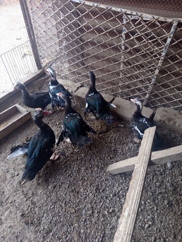 heyvan bazari inekler: Salam yerli və cins ördəklər satılır 20-70 manat arası ünvan Gəncə - — 4
