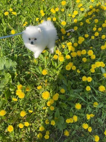 отдам в добрые руки шпица: Təmiz cins Pomeranian Spitz balası. Doğum tarixi: 12.11.2024. Çipli — 4