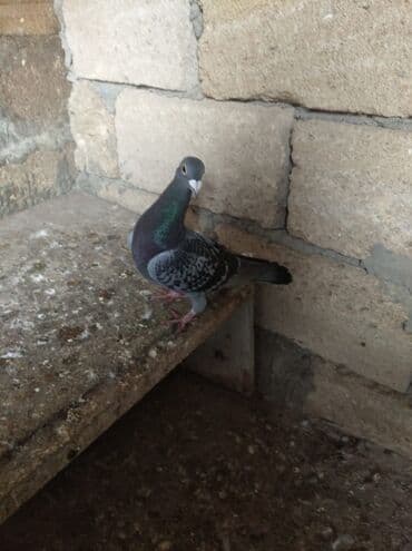 Другие животные: Erkekdir — 2