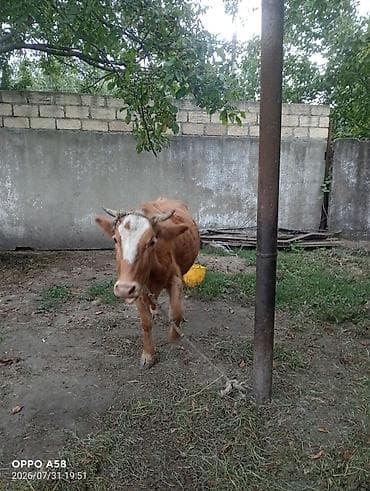 Məhsul: Xırdabuynuzlu heyvandarlıq üçün inək və buzovlar Təsvir: -