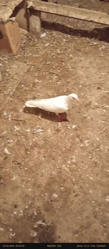 аквариум без рыб: Ağ rəngli dekorativ göyərçinlər - Tam ağ lələklər, bəzi fərdlərdə — 10