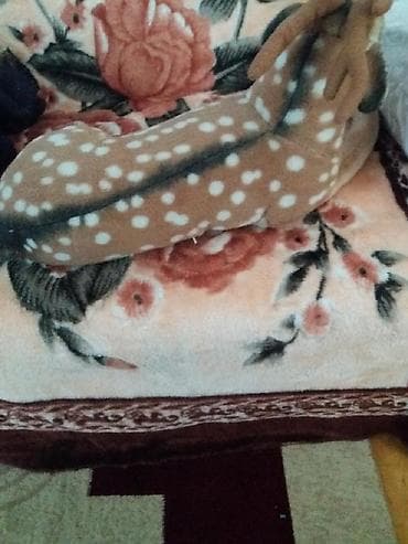 gl ltd baku: Maral iridir — 1