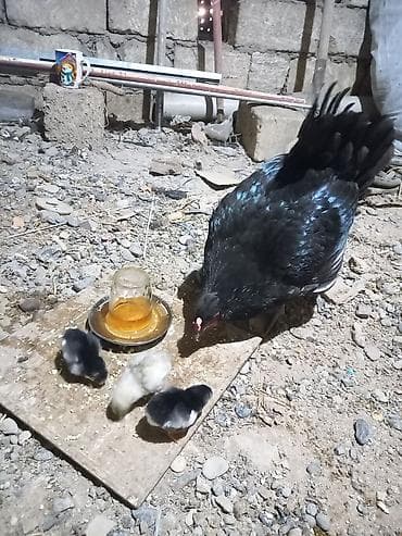 hamster satisi: Toyuq, Australorp, Damazlıq, Ünvandan götürmə — 6