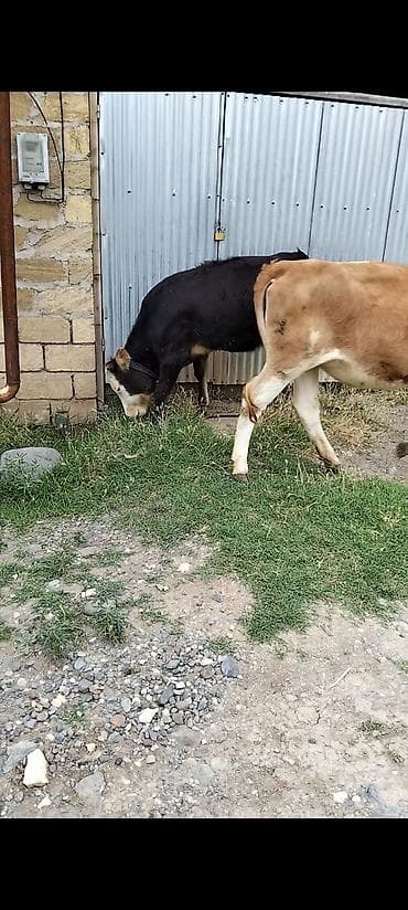 ağ at: Məhsul: 2 baş cavan mal-qara (dana) Təsvir: - Şəkillərdə 2 baş dana — 2