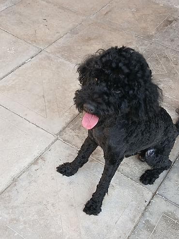 heyvan: Pudel, 2 il, Erkek, Cütləşmə üçün — 3