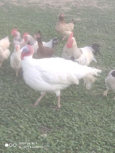 Hinduşka tam sağlam erkək dişi var lalafo.az -da Hinduşka tam sağlam erkək dişi var