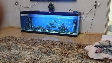 akvarium silikon: Akvarum satılır 150azn 1.70 uzuni hunriyi 60 santi icndede 30 yaxln — 1