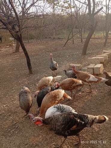 çəpiş əti: Erkək, Ətlik — 3